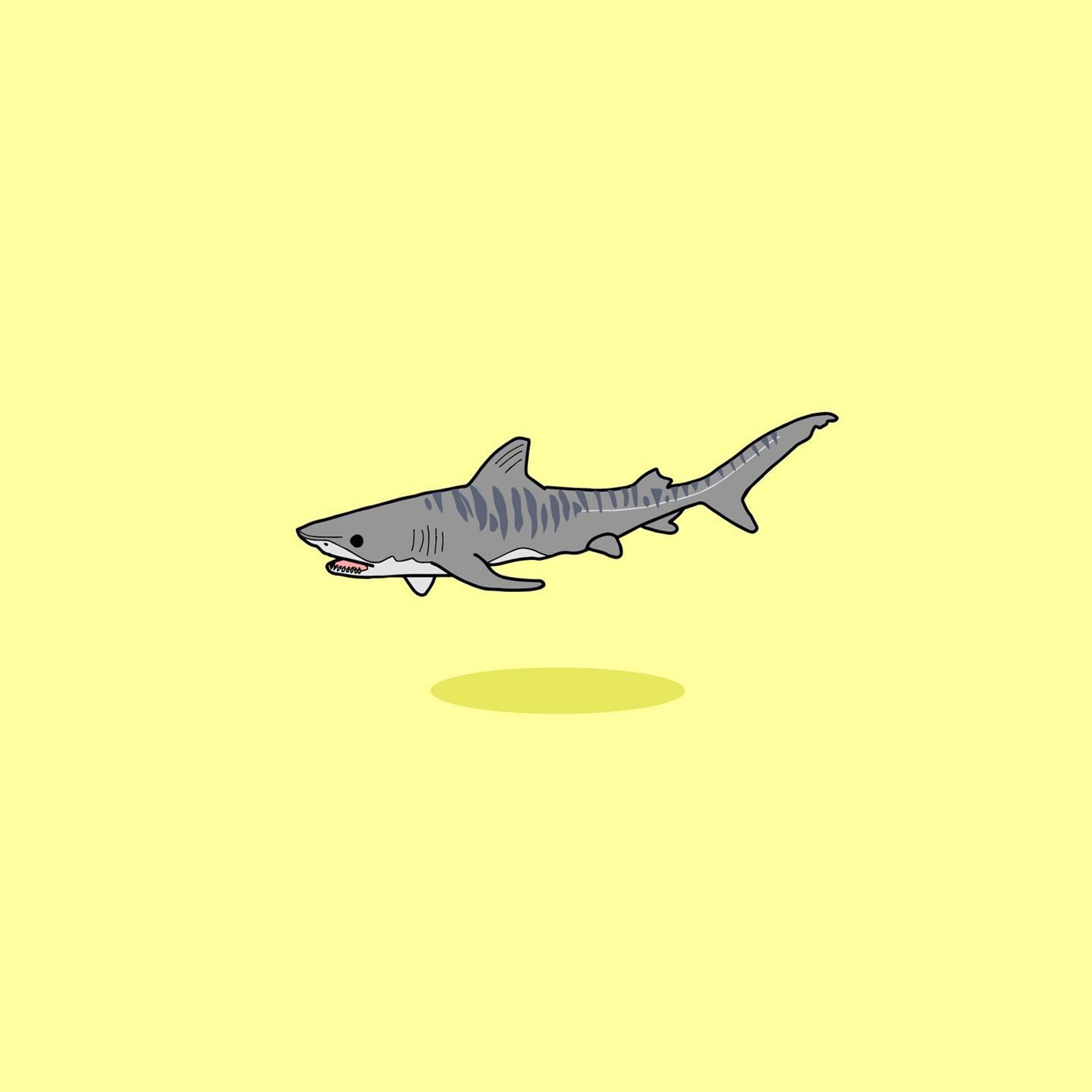 タイガーシャーク-1