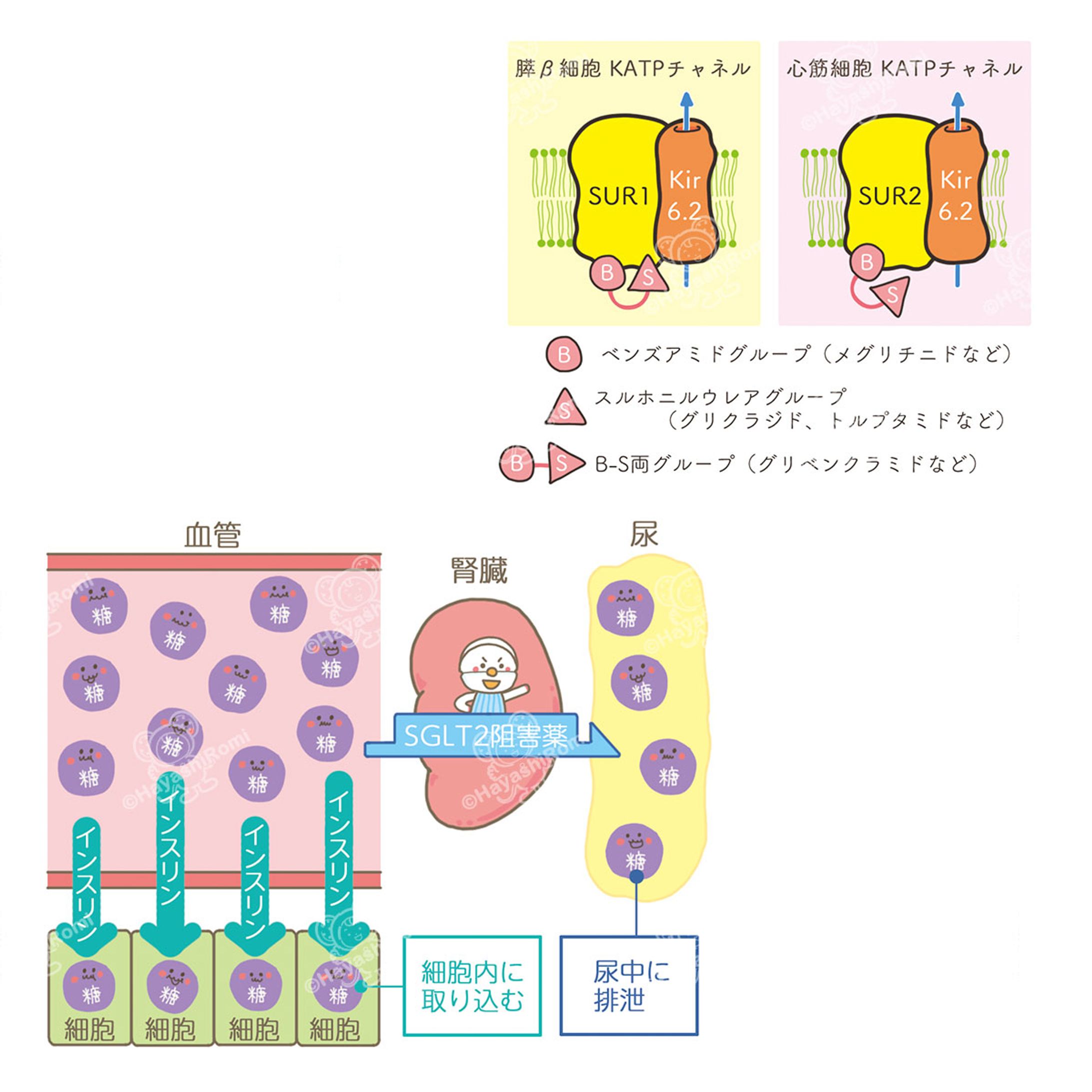 糖尿病ケア+（プラス）2022連載『薬の説』-1