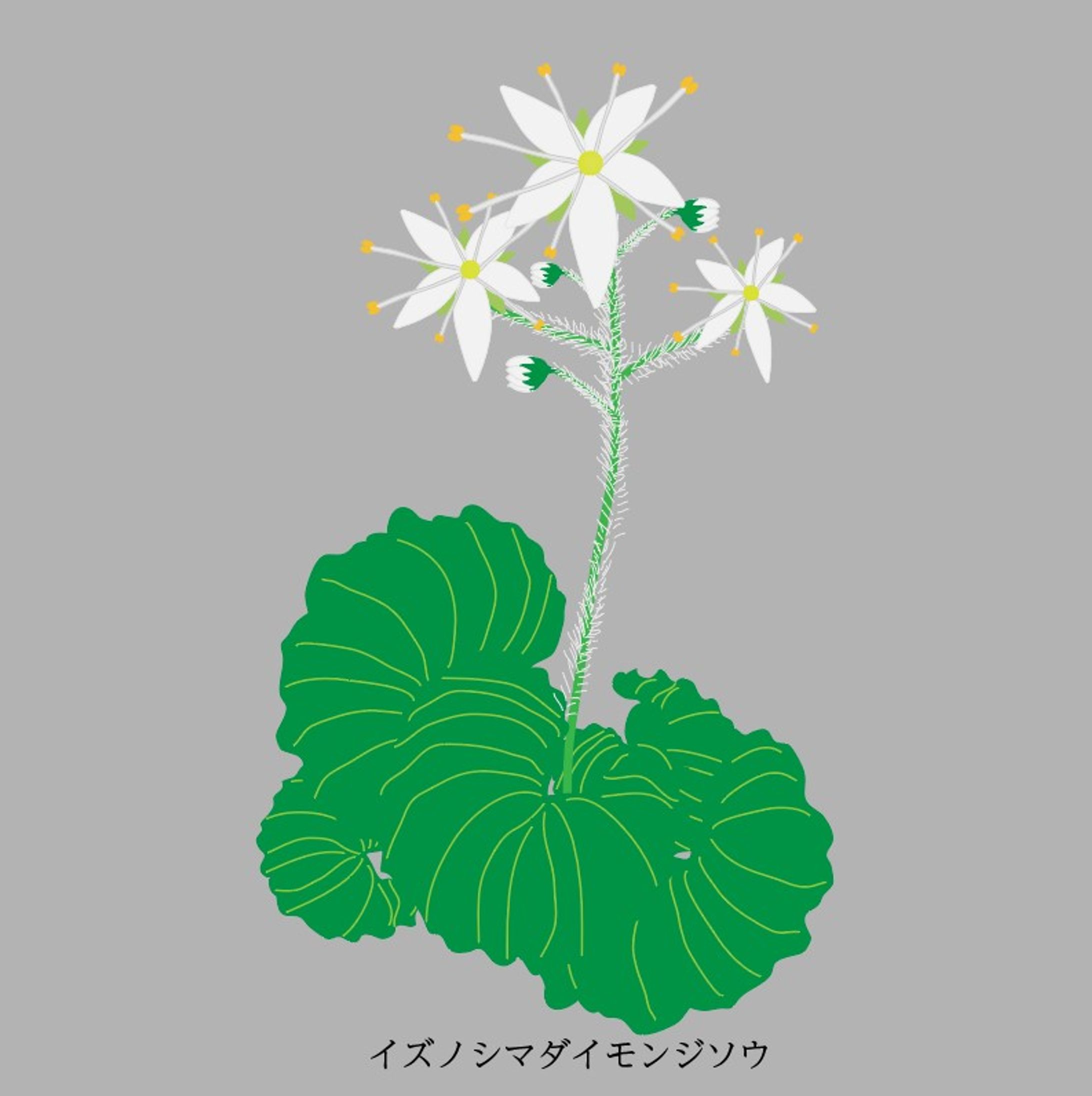 イズノシマダイモンジソウ /イラスト-1
