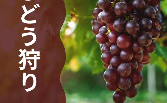 ぶどう狩り バナー