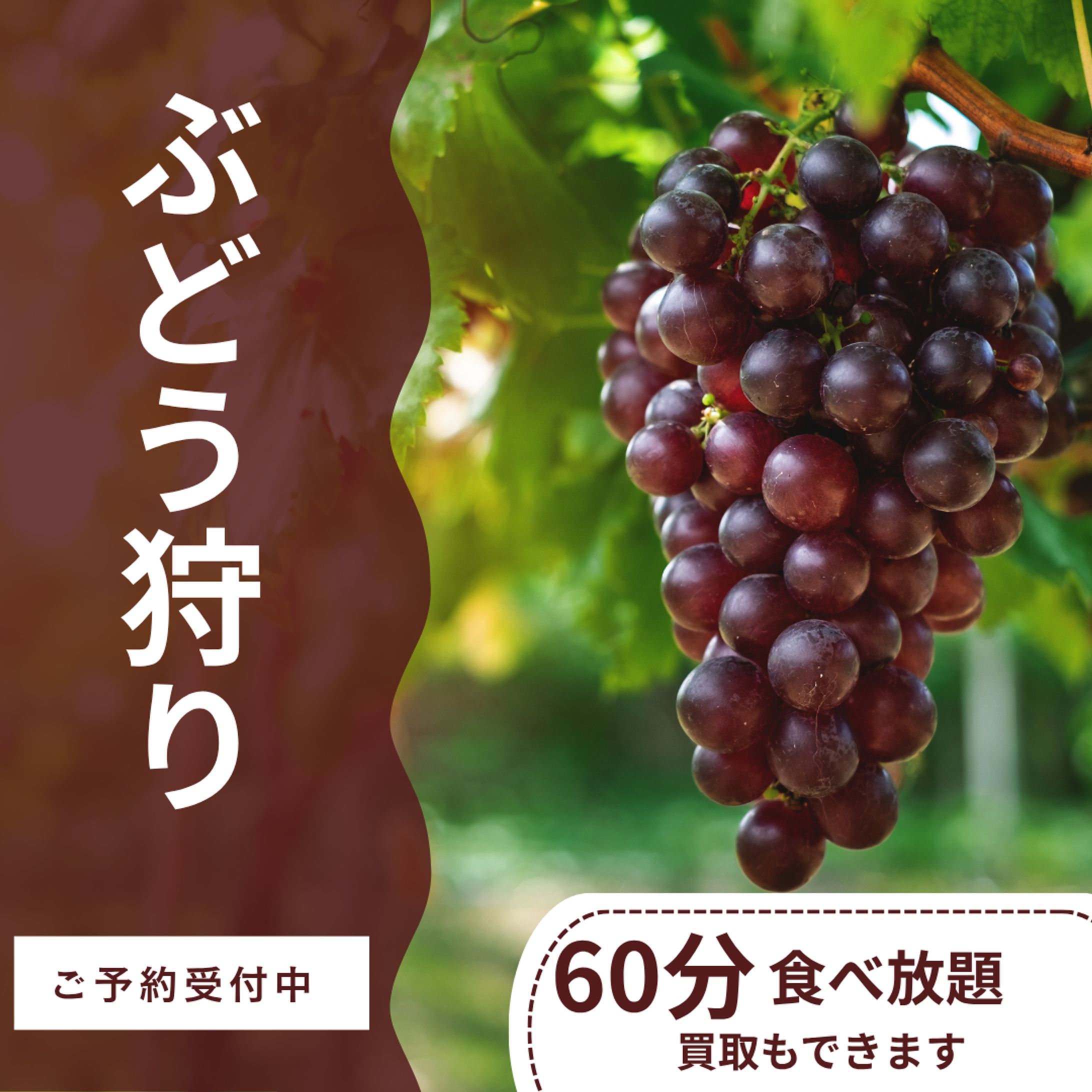 ぶどう狩り バナー-1