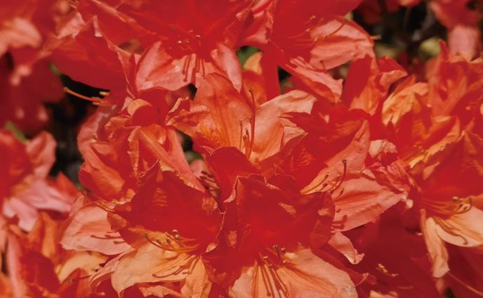 オレンジに輝くつつじの花