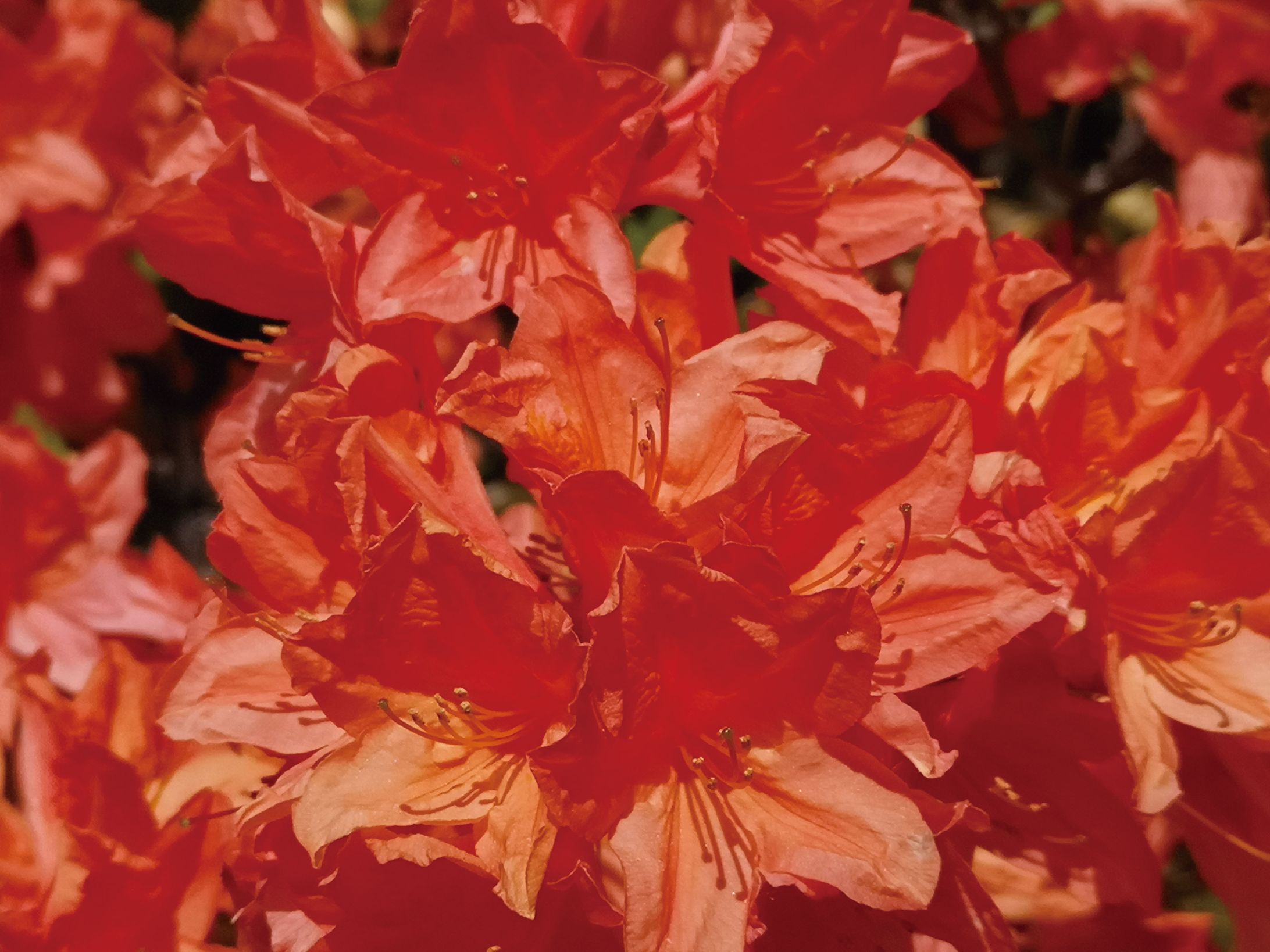 オレンジに輝くつつじの花-1