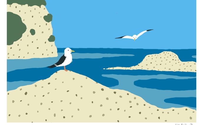 seagull