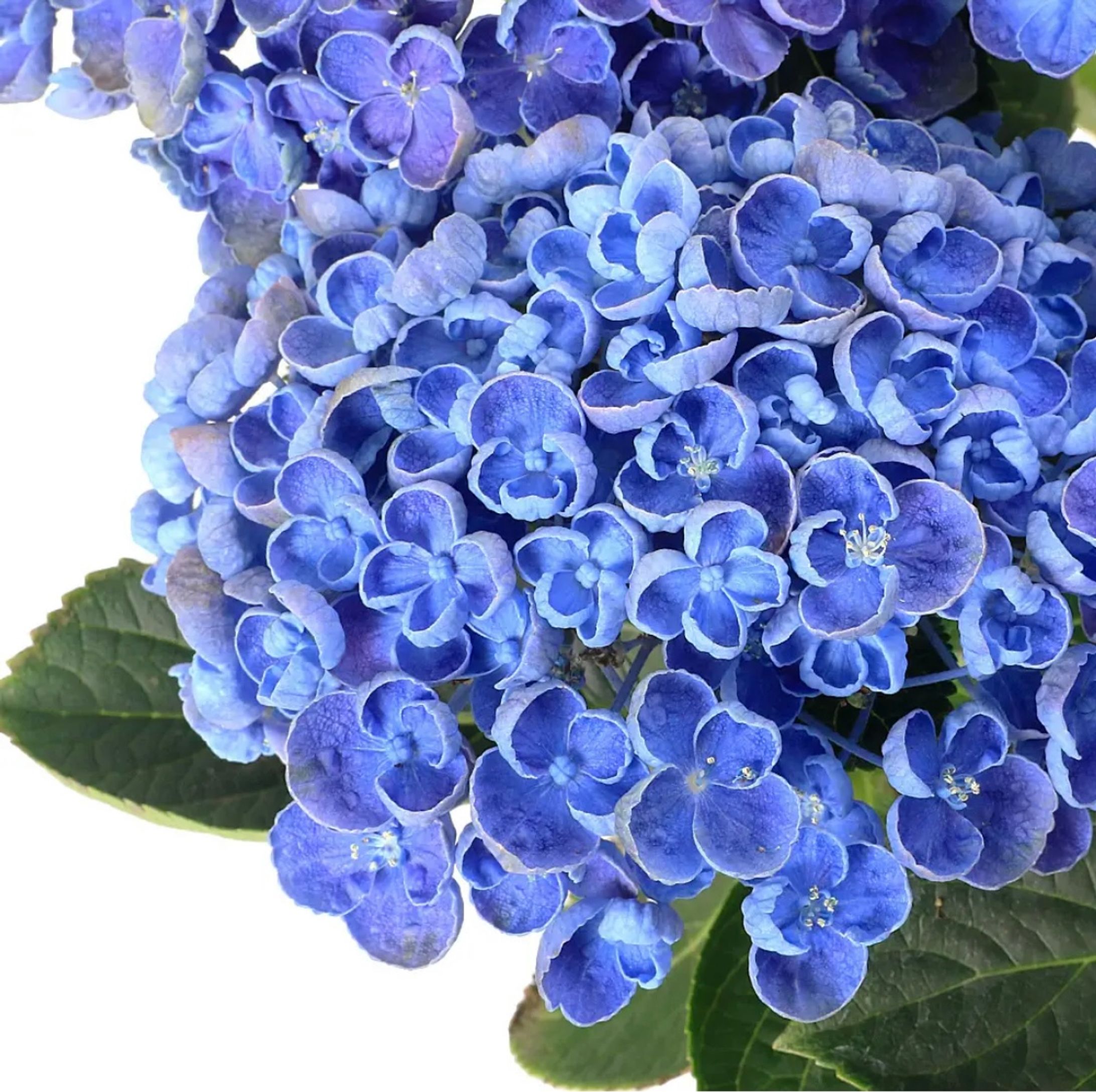 写真集-1