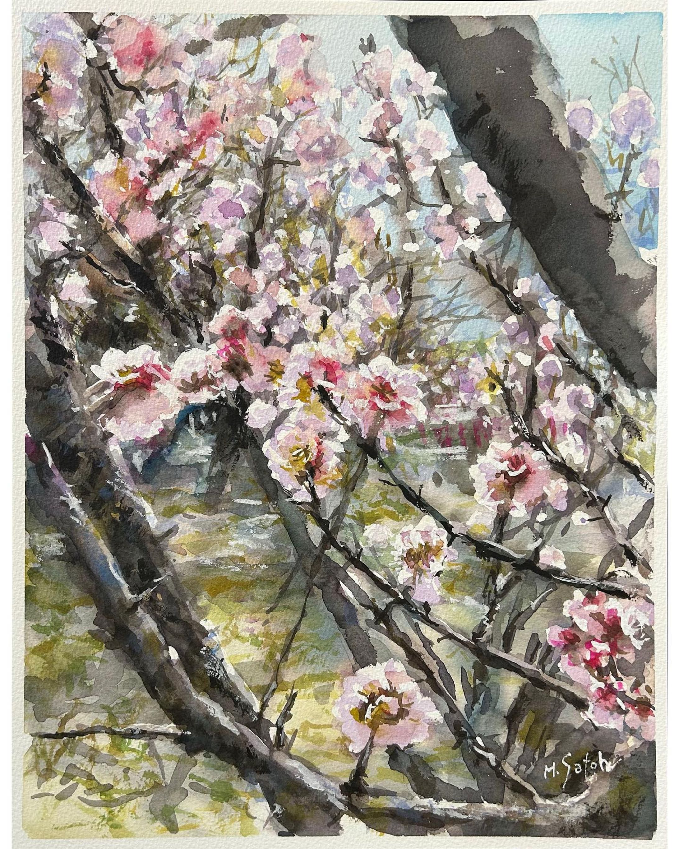 「公園の梅」
透明水彩　ウォーターフォード　F6

#透明水彩 #透明水彩画 #水彩画 #風景画 #公園の梅 #梅 #梅林 #大宮第二公園 #大宮第二公園梅まつり #絵画 #watercolor #watercolorpainting #landscape  #art #plum #plumgrove #omiyapark #omiyadainikouen-1