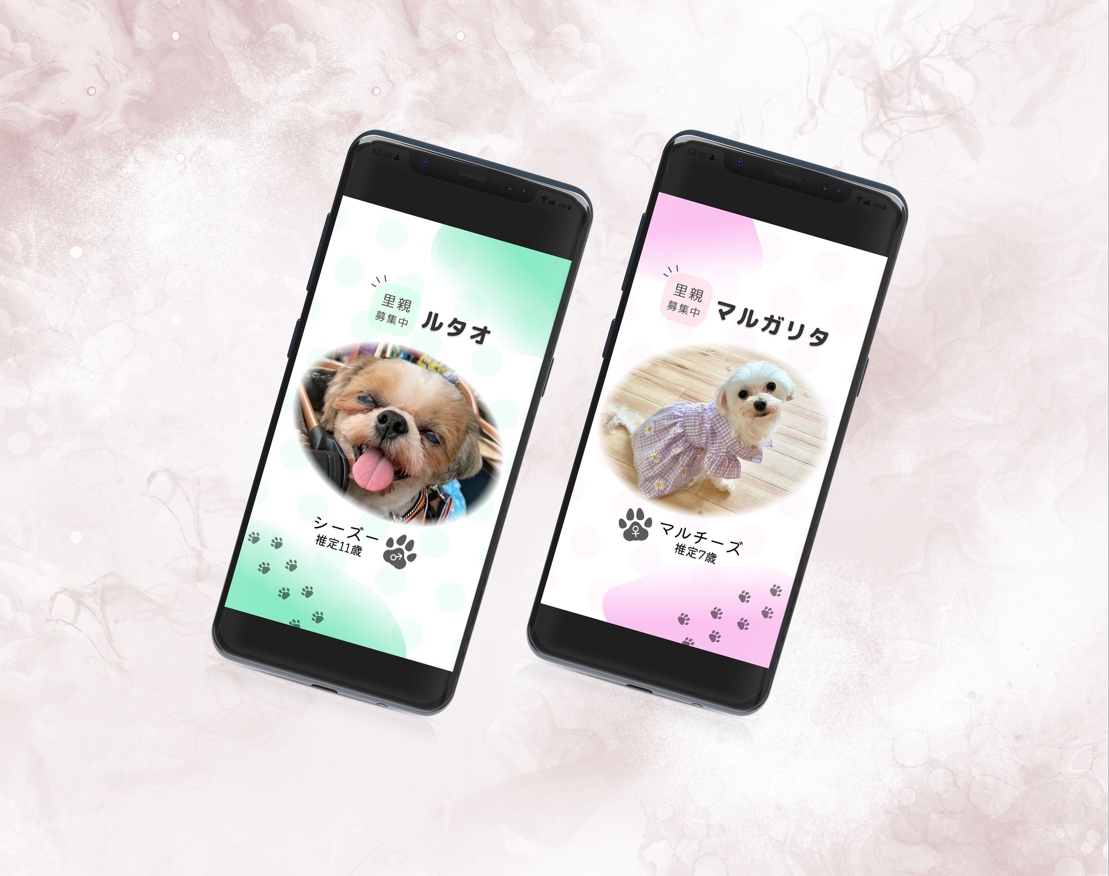 インスタストーリー / 里親募集-1