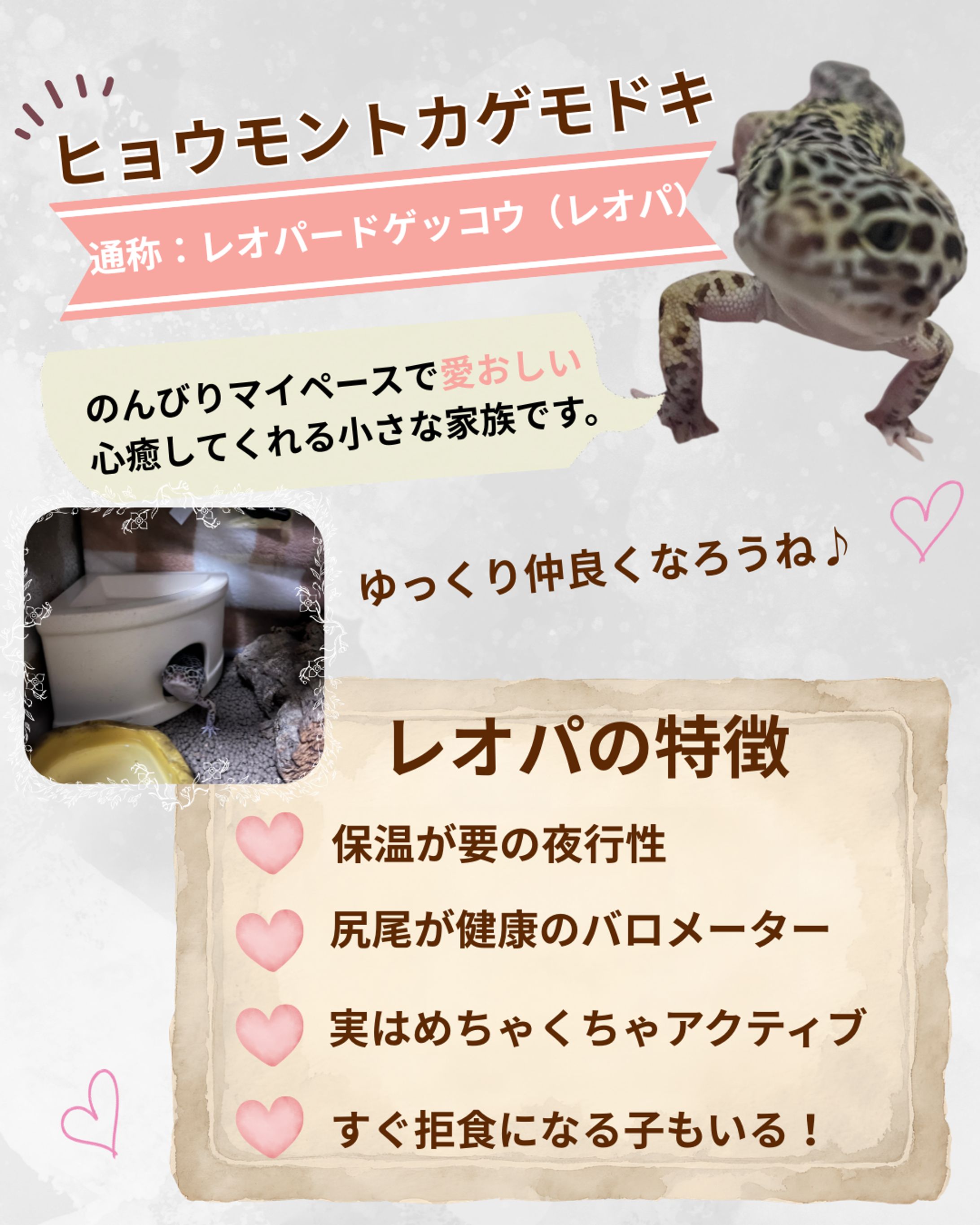 ヒョウモントカゲモドキ -1