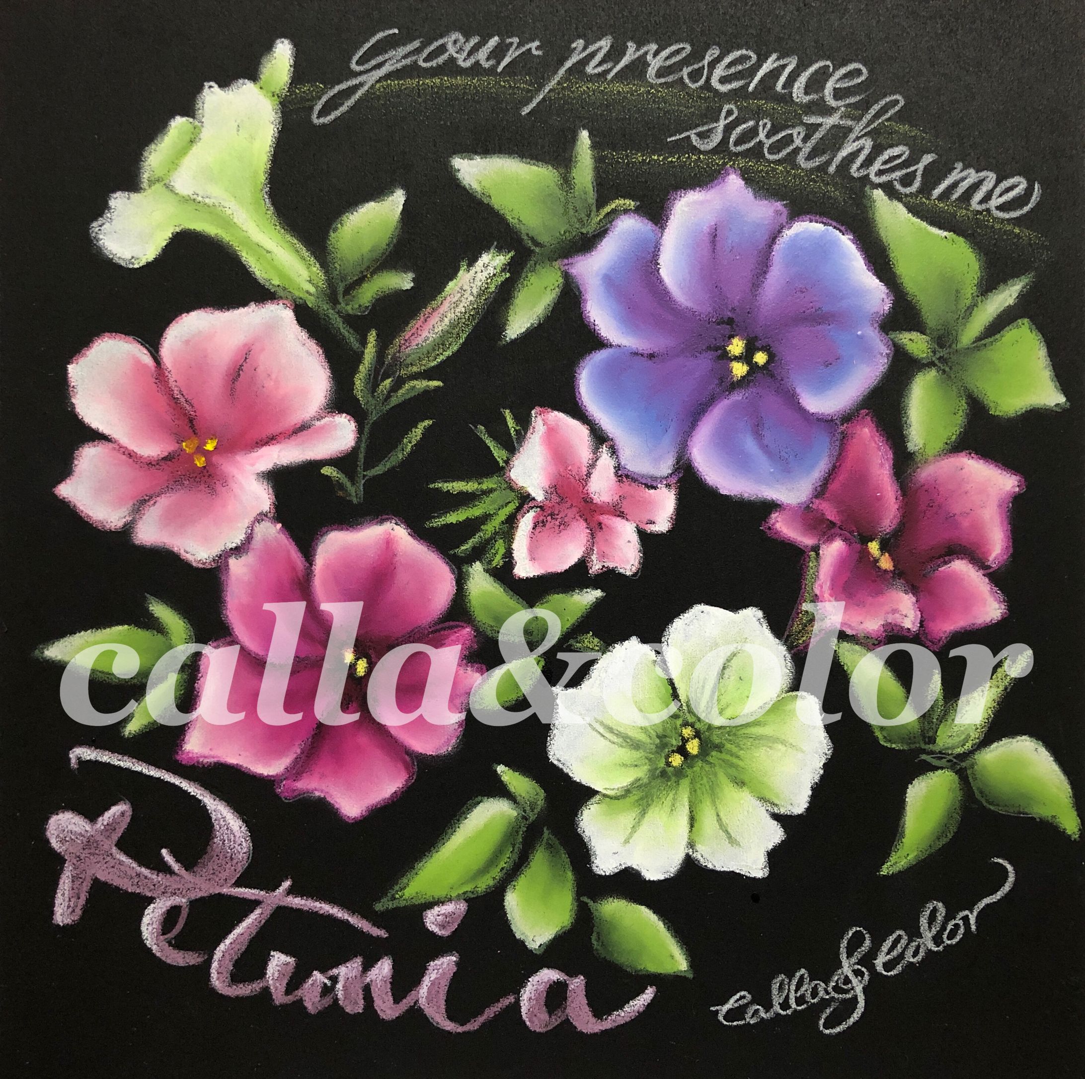 ペチュニアの花を描きましょう！-1