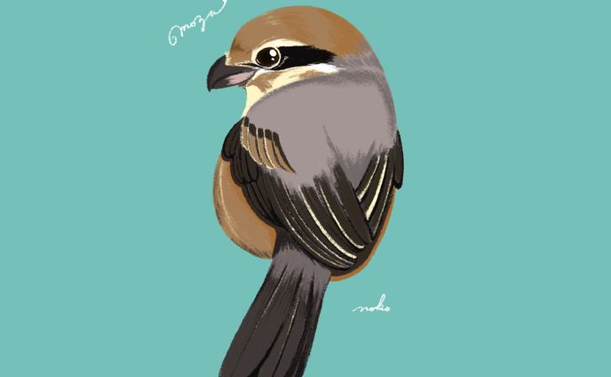 野鳥 イラスト