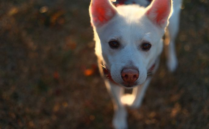 【和音一家】音ちゃん