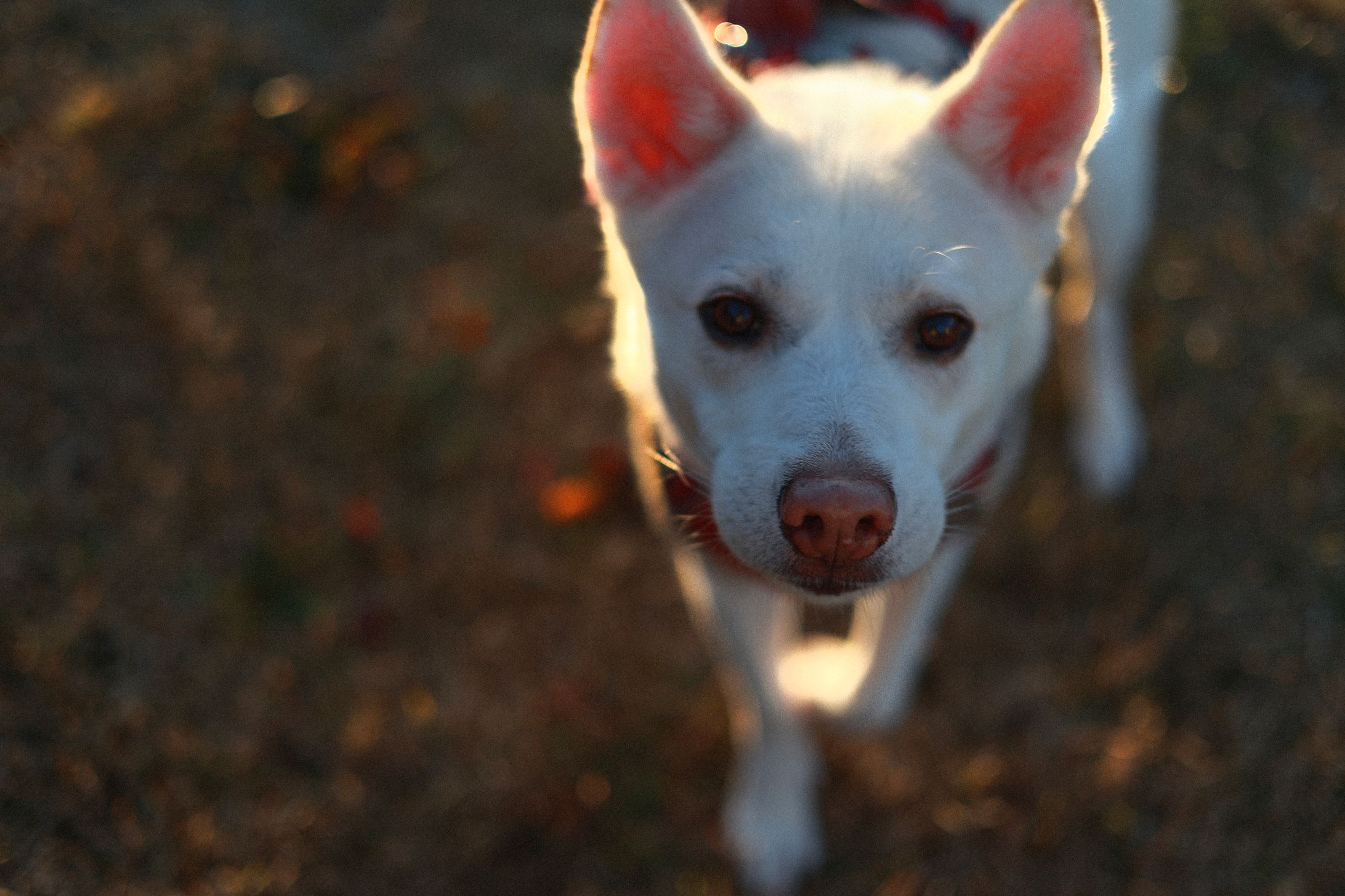 【和音一家】音ちゃん-1