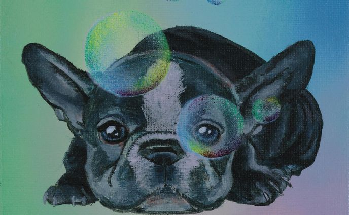 french bull dog