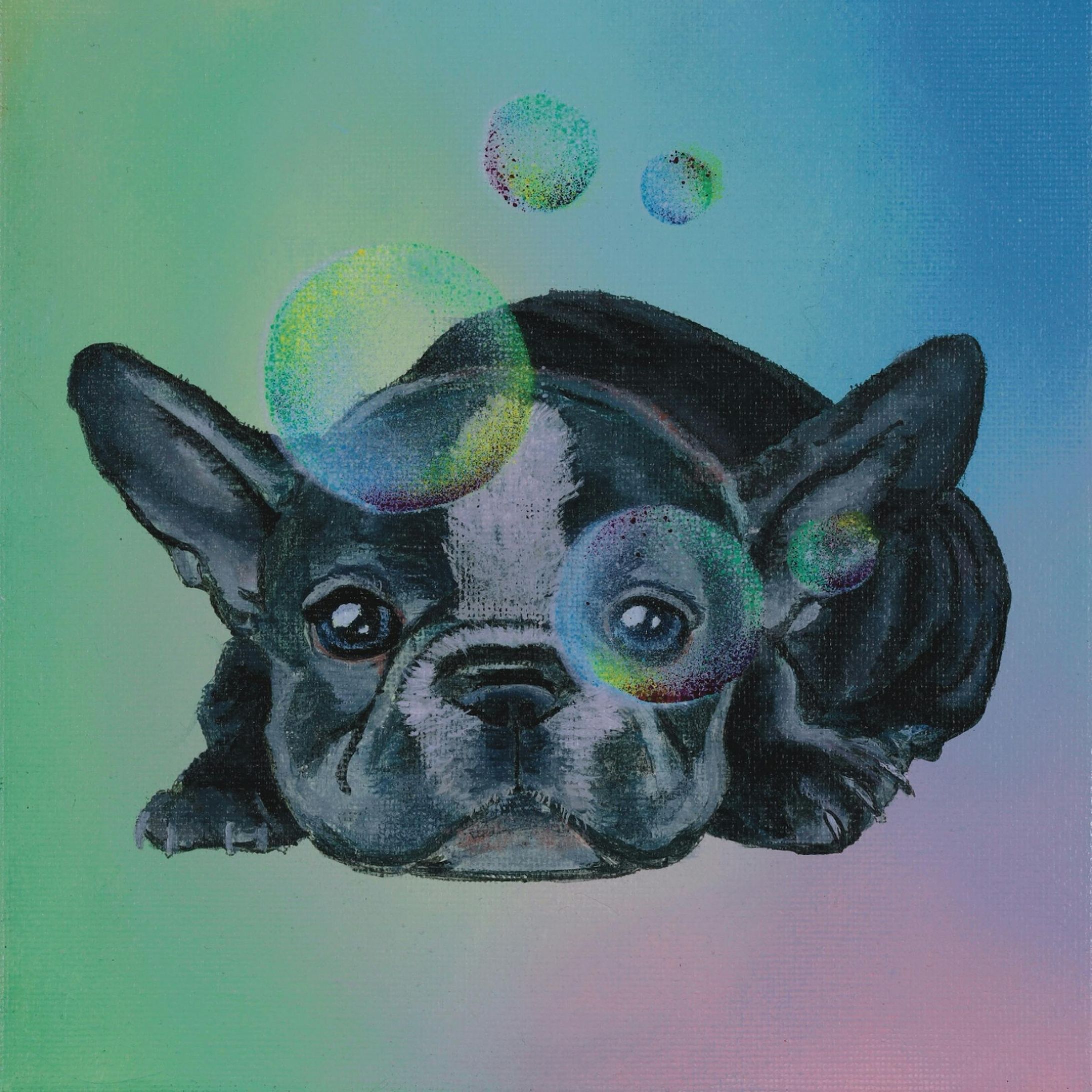 french bull dog-1