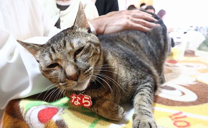 コロナ禍の倒産を救った！猫たちが鉄道ジオラマを闊歩するあの名物食堂が新装開店　インバウンドも増えて連日満席…客の反応は？初日レポ