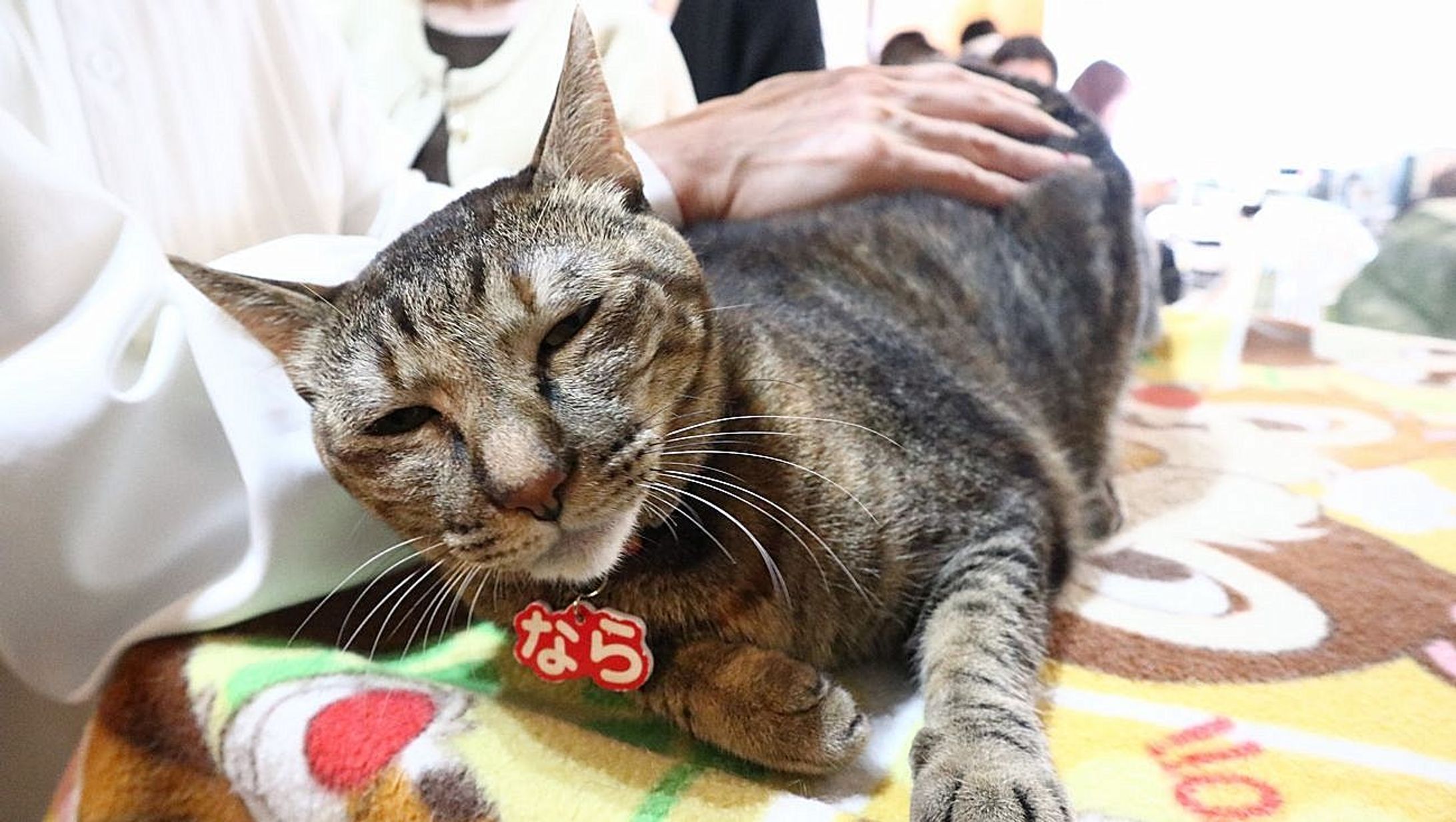 コロナ禍の倒産を救った！猫たちが鉄道ジオラマを闊歩するあの名物食堂が新装開店　インバウンドも増えて連日満席…客の反応は？初日レポ-1