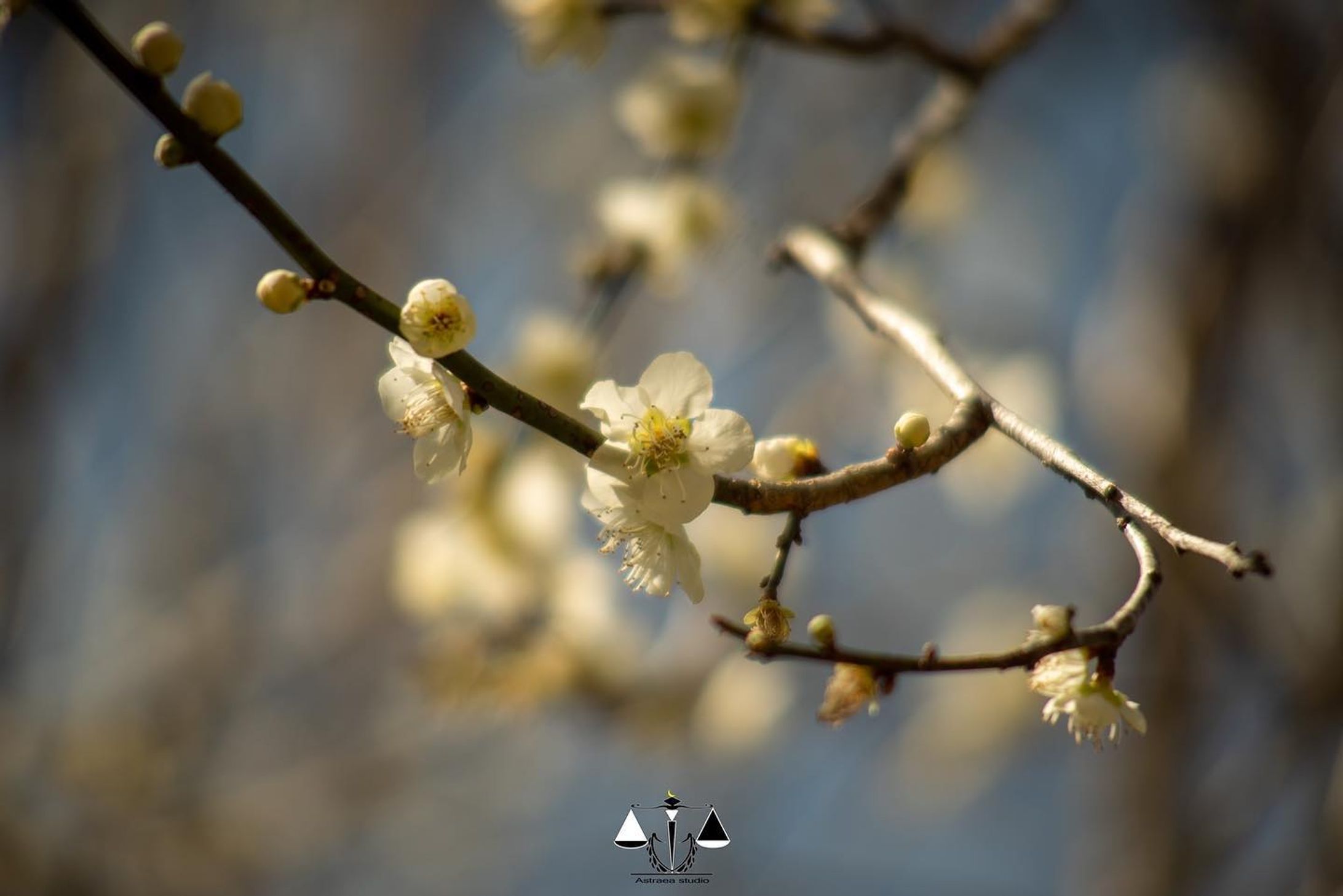 この前の休みの月ヶ瀬梅林

撮影　astraea studio 大橋 家利

#月ヶ瀬梅林#梅林#造園#植木屋#庭師#カメラマン-1