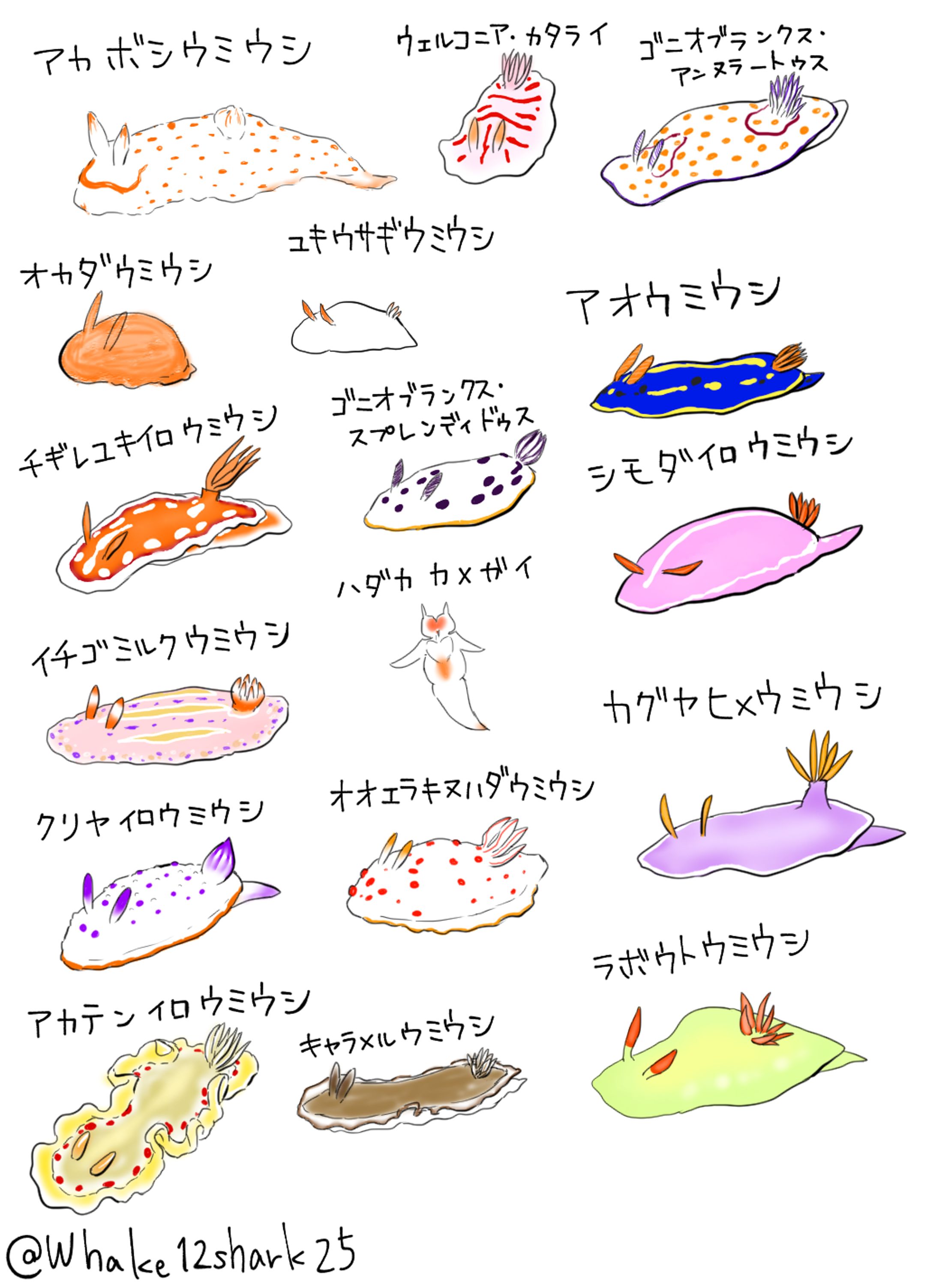 ウミウシ-1