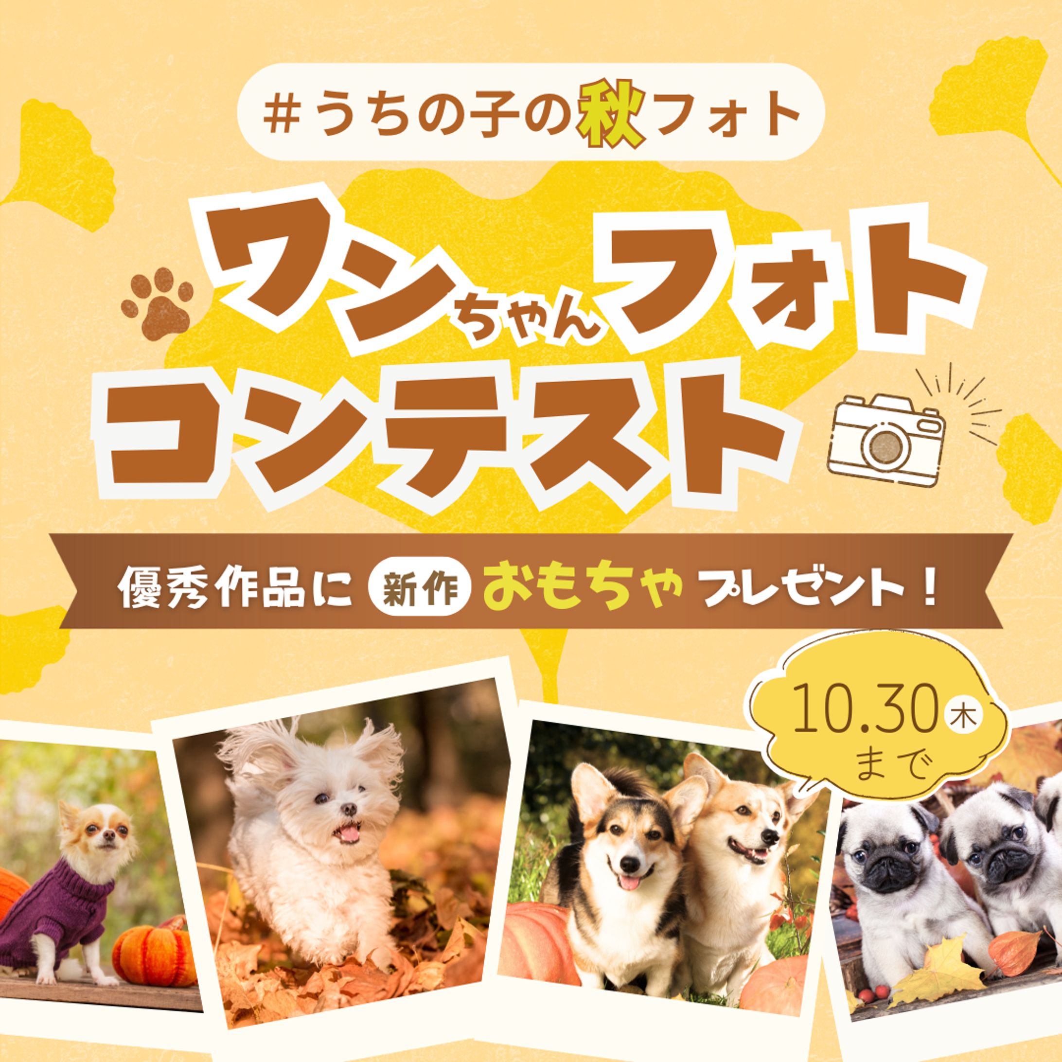 【自主制作】犬のフォトコンテスト-1