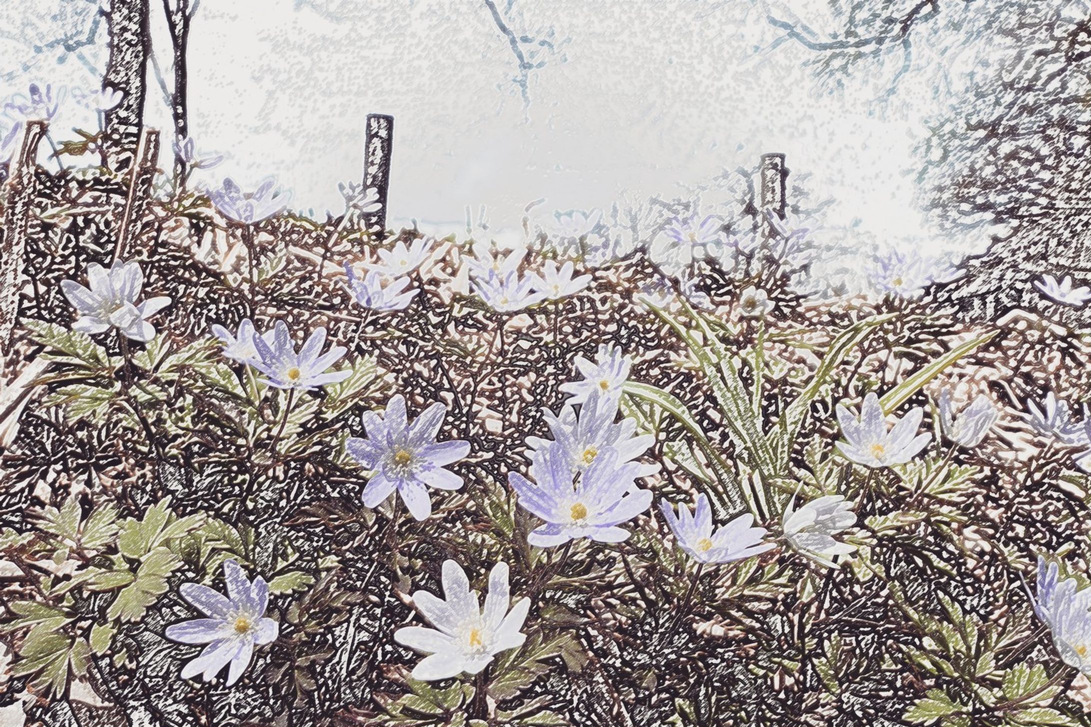 blue kikuzakiichige
青のキクザキイチゲ
edited by using photoshop

#acuarela #アートワーク #acquarelle #watercolorart #watercolor #watercolour #watercolorpainting #watercolorart #アート好きな人と繋がりたい #arte #illustration #artwork #painting #instaart #artgallery #galleryart #contemporaryart #modernart #finearts #watercolorlovers #arte #アート #現代アート-1