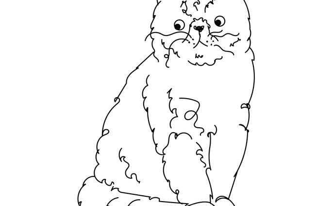 fluffy cat