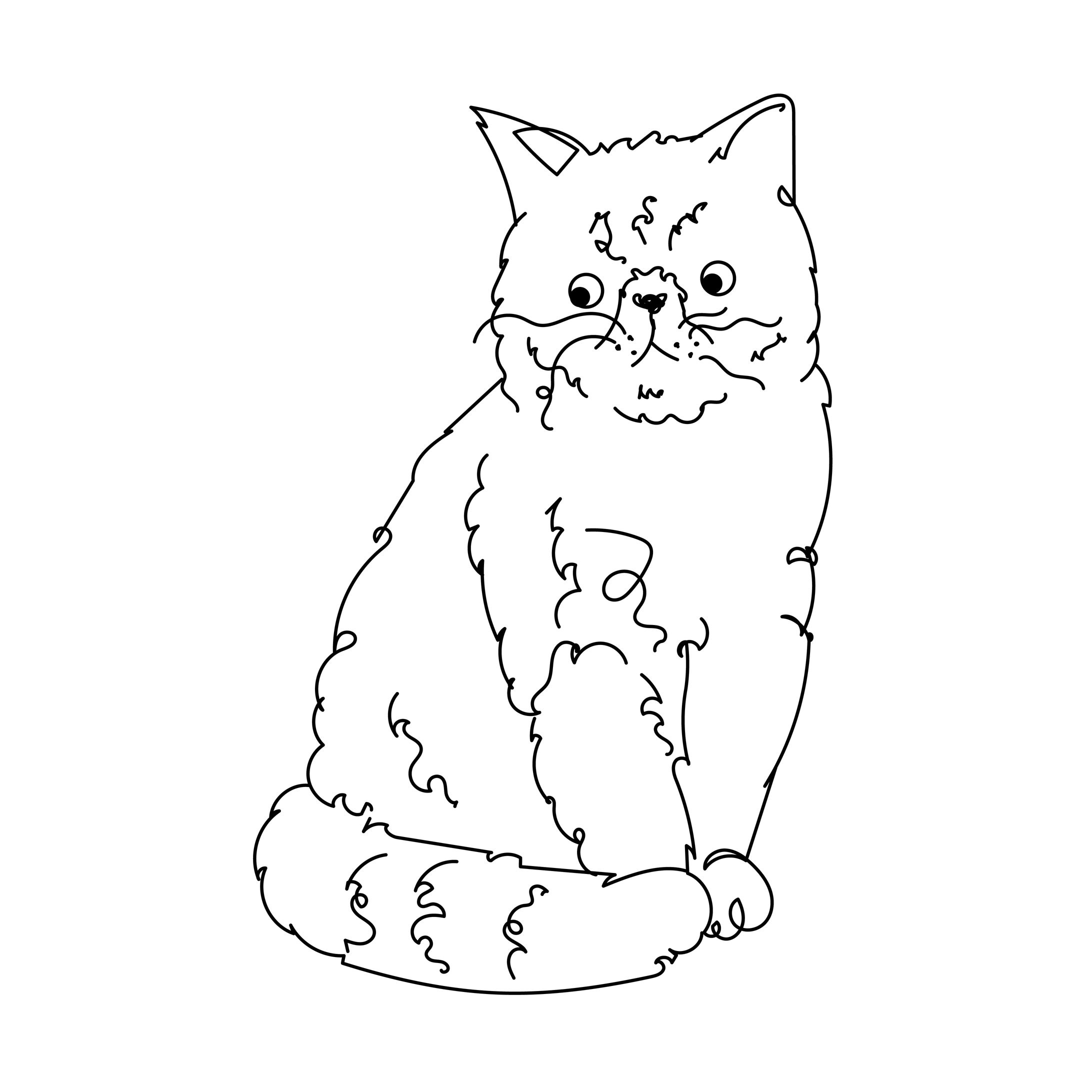 fluffy cat-1