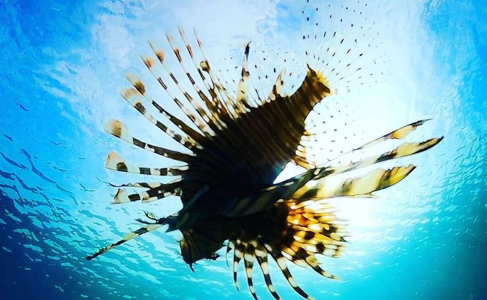 沖縄に来てよかったと思うのは、

新鮮なマンゴーやパインを、安くおいしくいただいた時。

休みの日に、ふらっと海へ行けた時。

風にゆられるヤシの木を見て、癒された時。

フリーランスや、いろんな活動、チャレンジをしている人と出会えた時。

じぶんの人生、これでいいのかな？とカベにぶつかった時。

いろんな瞬間で、「あー沖縄に来てよかったな」と思う。

沖縄ならではのハッピーな経験もあるし、
賃金が安かったり、島外への旅費が高かったり、不便なこともある。

でもそれを理由にやりたいことを諦めたくはない。

「自分で稼げる力をつけないと、満足いくまで楽しめないんだ」って気づけた。
ちょっと焦ってる。

気づきはチャレンジの第一歩。

沖縄には熱い想いで頑張る人がたくさんいて、いつも刺激をもらってます。

そして、疲れたときには癒しをくれる海の存在に感謝しています。

まだまだここから成長していく。

#沖縄移住
#読谷ビーチ 
#地方移住生活 
#沖縄あるある 
#ハナミノカサゴ 
#オリンパスtg6 
#水中写真家