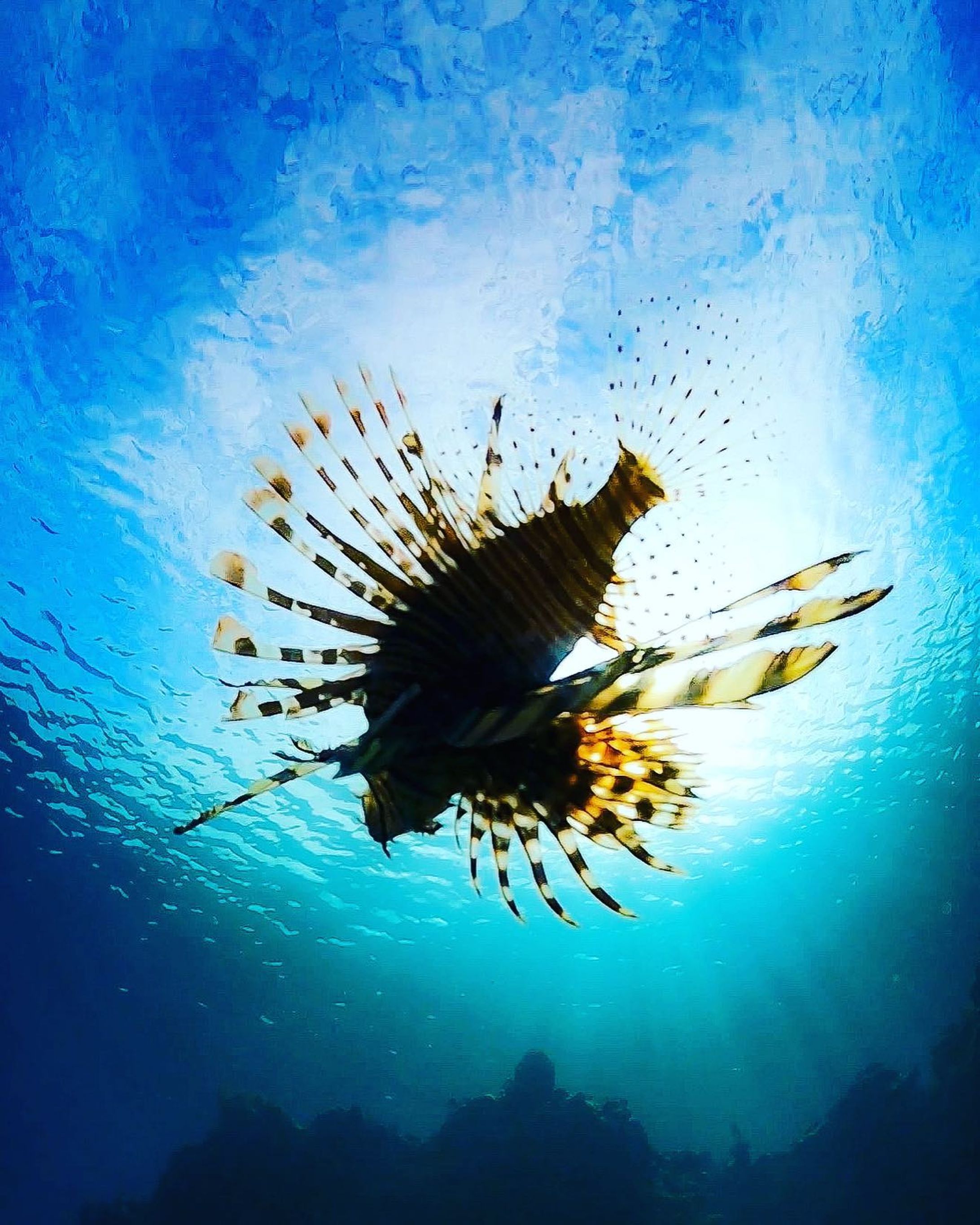 沖縄に来てよかったと思うのは、

新鮮なマンゴーやパインを、安くおいしくいただいた時。

休みの日に、ふらっと海へ行けた時。

風にゆられるヤシの木を見て、癒された時。

フリーランスや、いろんな活動、チャレンジをしている人と出会えた時。

じぶんの人生、これでいいのかな？とカベにぶつかった時。

いろんな瞬間で、「あー沖縄に来てよかったな」と思う。

沖縄ならではのハッピーな経験もあるし、
賃金が安かったり、島外への旅費が高かったり、不便なこともある。

でもそれを理由にやりたいことを諦めたくはない。

「自分で稼げる力をつけないと、満足いくまで楽しめないんだ」って気づけた。
ちょっと焦ってる。

気づきはチャレンジの第一歩。

沖縄には熱い想いで頑張る人がたくさんいて、いつも刺激をもらってます。

そして、疲れたときには癒しをくれる海の存在に感謝しています。

まだまだここから成長していく。

#沖縄移住
#読谷ビーチ 
#地方移住生活 
#沖縄あるある 
#ハナミノカサゴ 
#オリンパスtg6 
#水中写真家-1