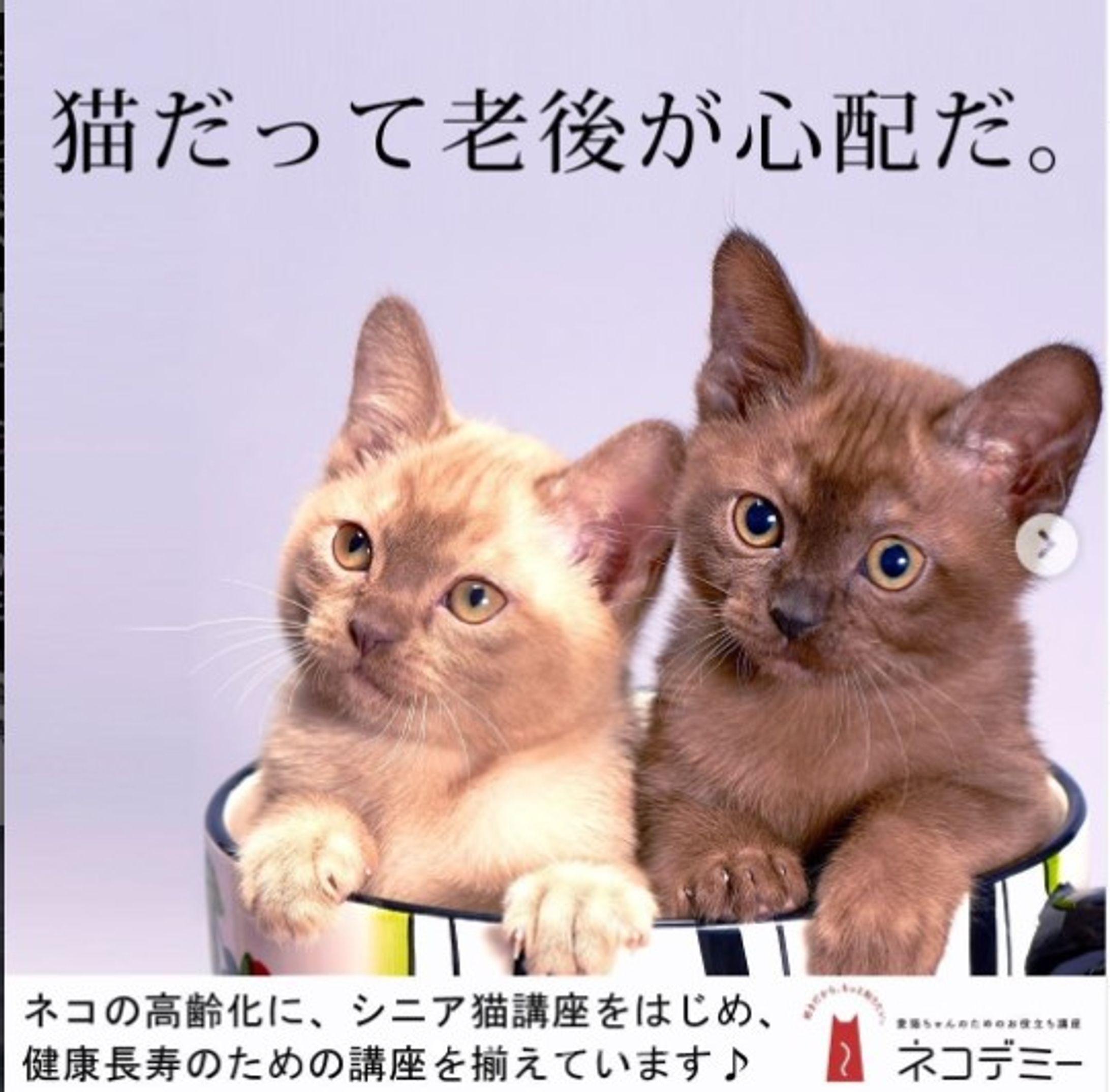 ネコデミーのキャッチコピー-1