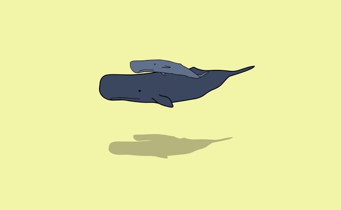 マッコウクジラ