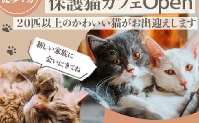 猫カフェ