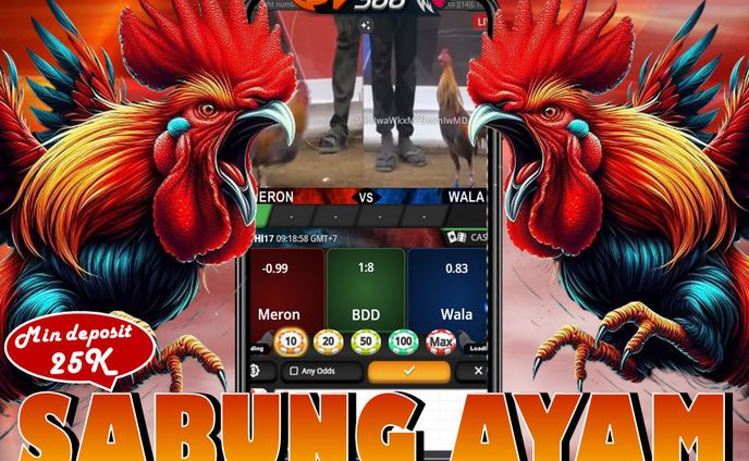 AGEN SABUNG AYAM ONLINE BONUS 100% ROYALBETKING