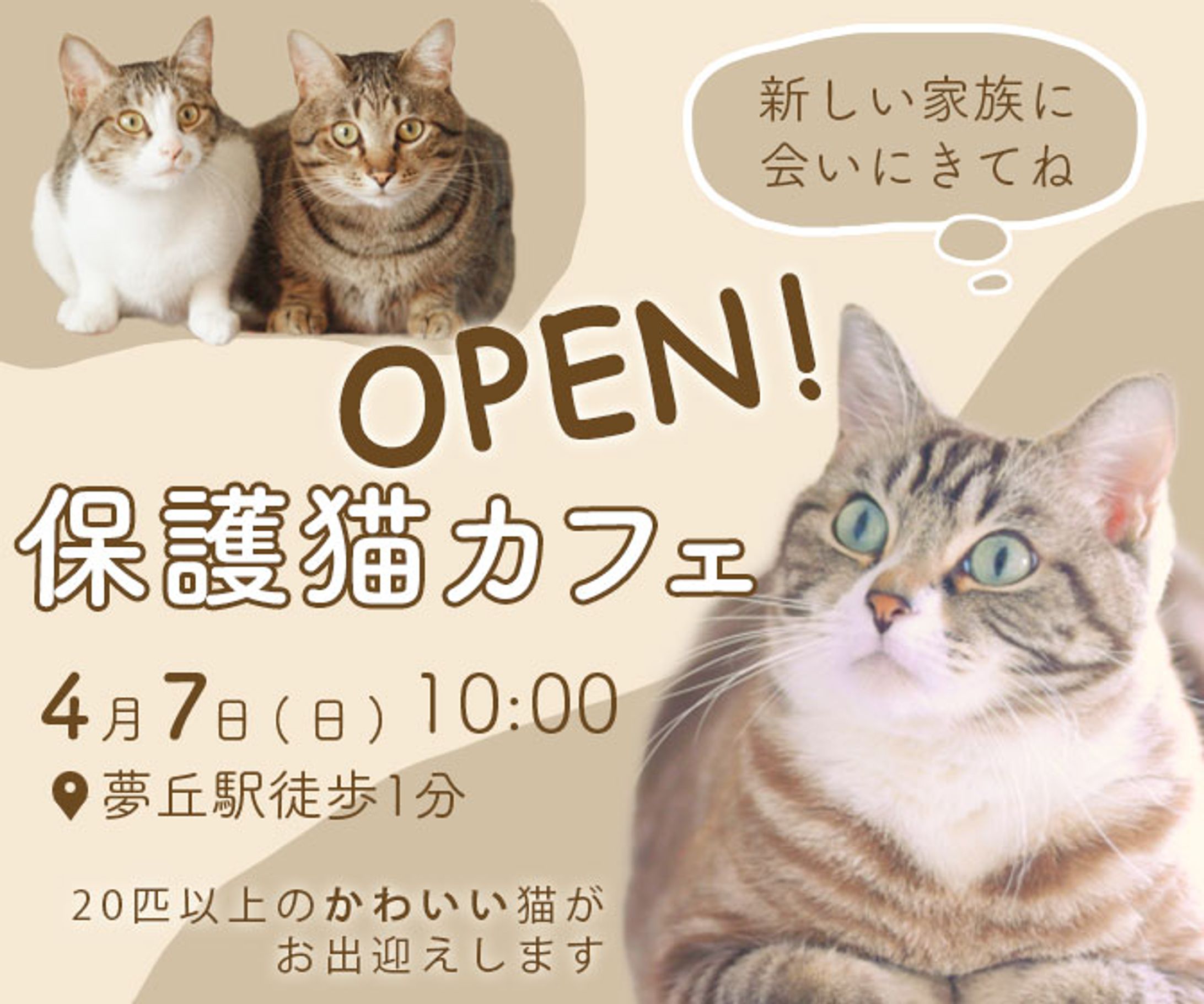 保護猫カフェバナー-1