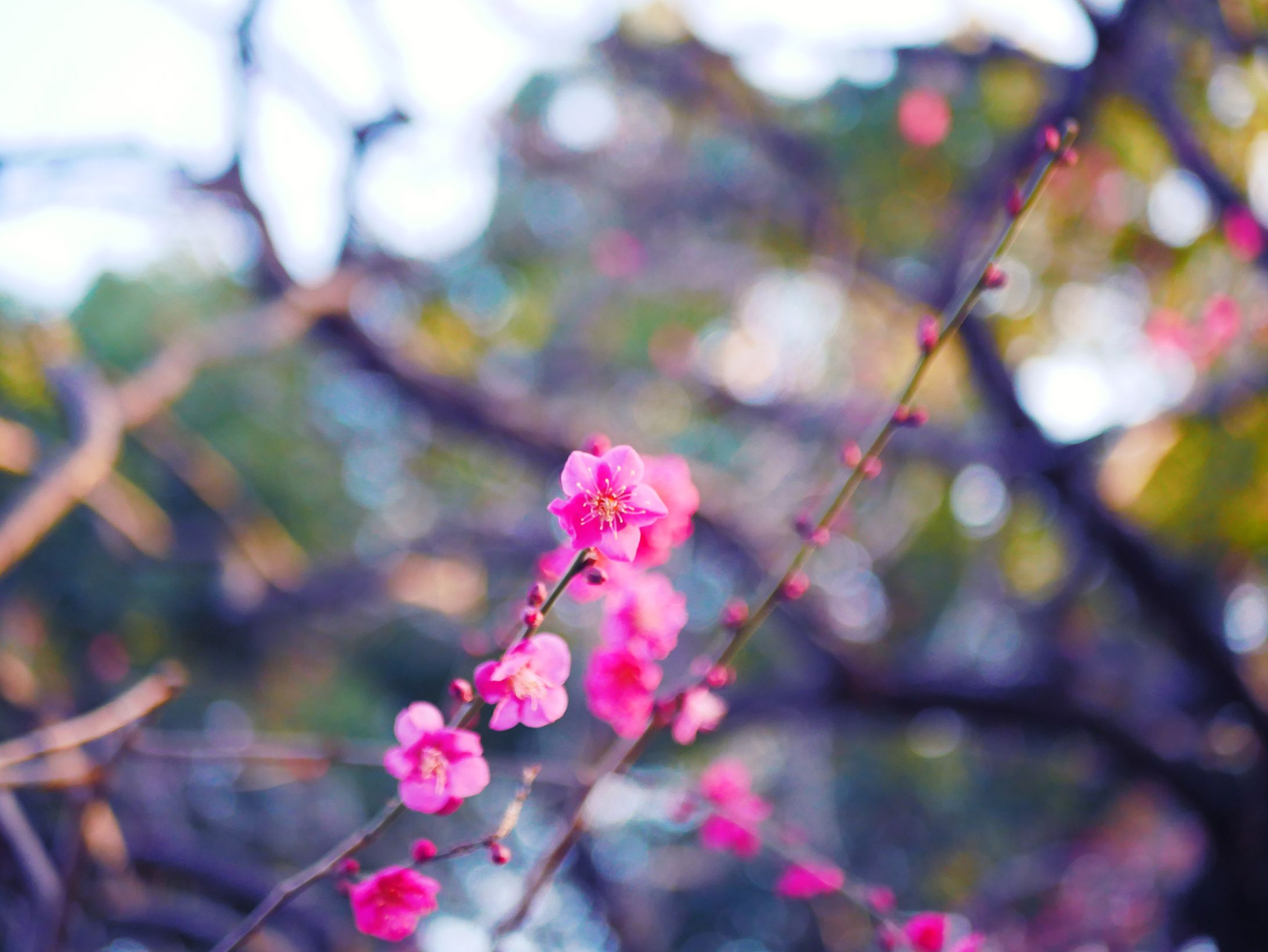 Ume:Japanese plum-1