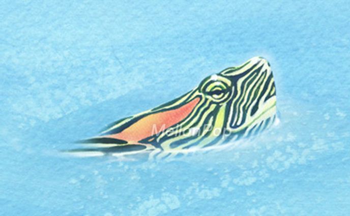 水の中から顔を出したアカミミガメ