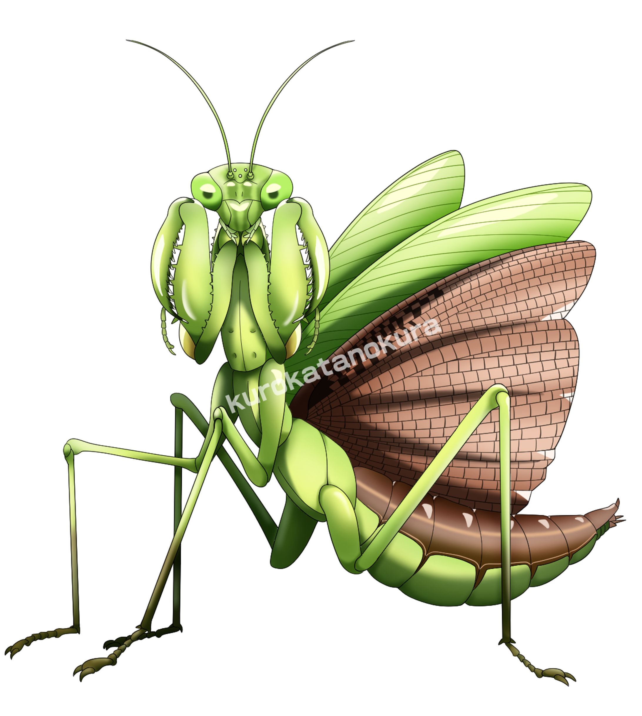 オオカマキリ練習-1