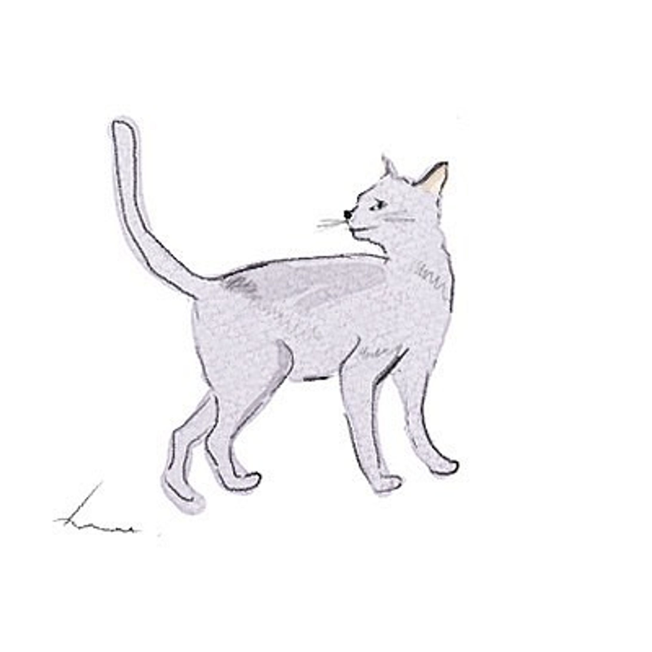 #illustration#cat-1