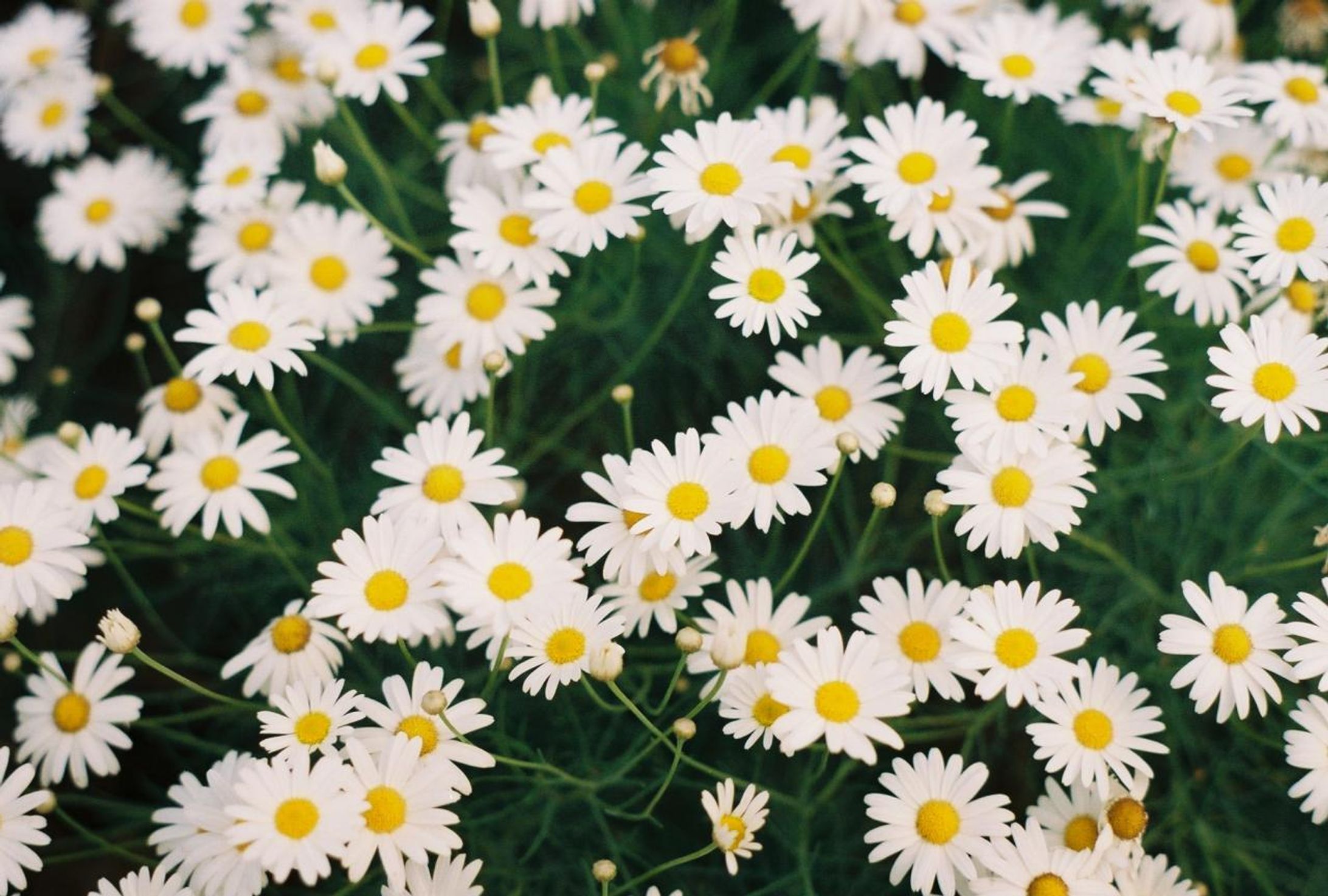 DD292018 4F7E 4598 9509 BBF80570C41F-1