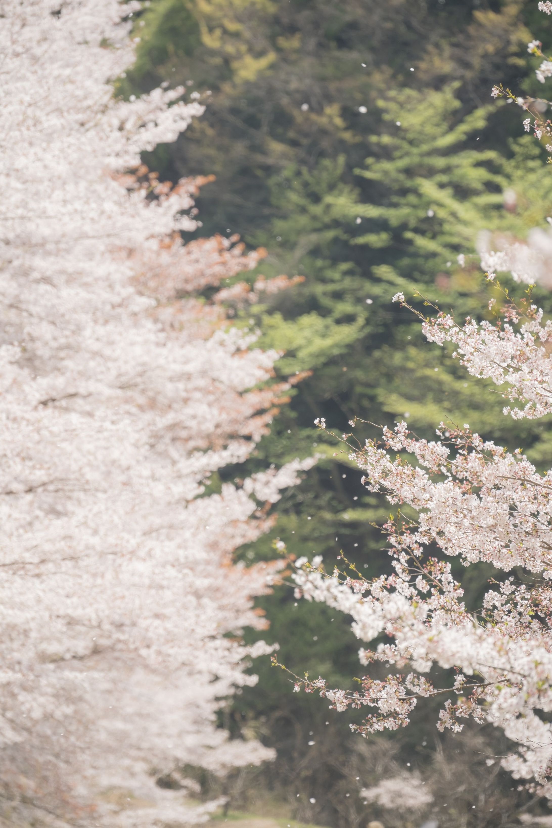 虎山二千本桜-1