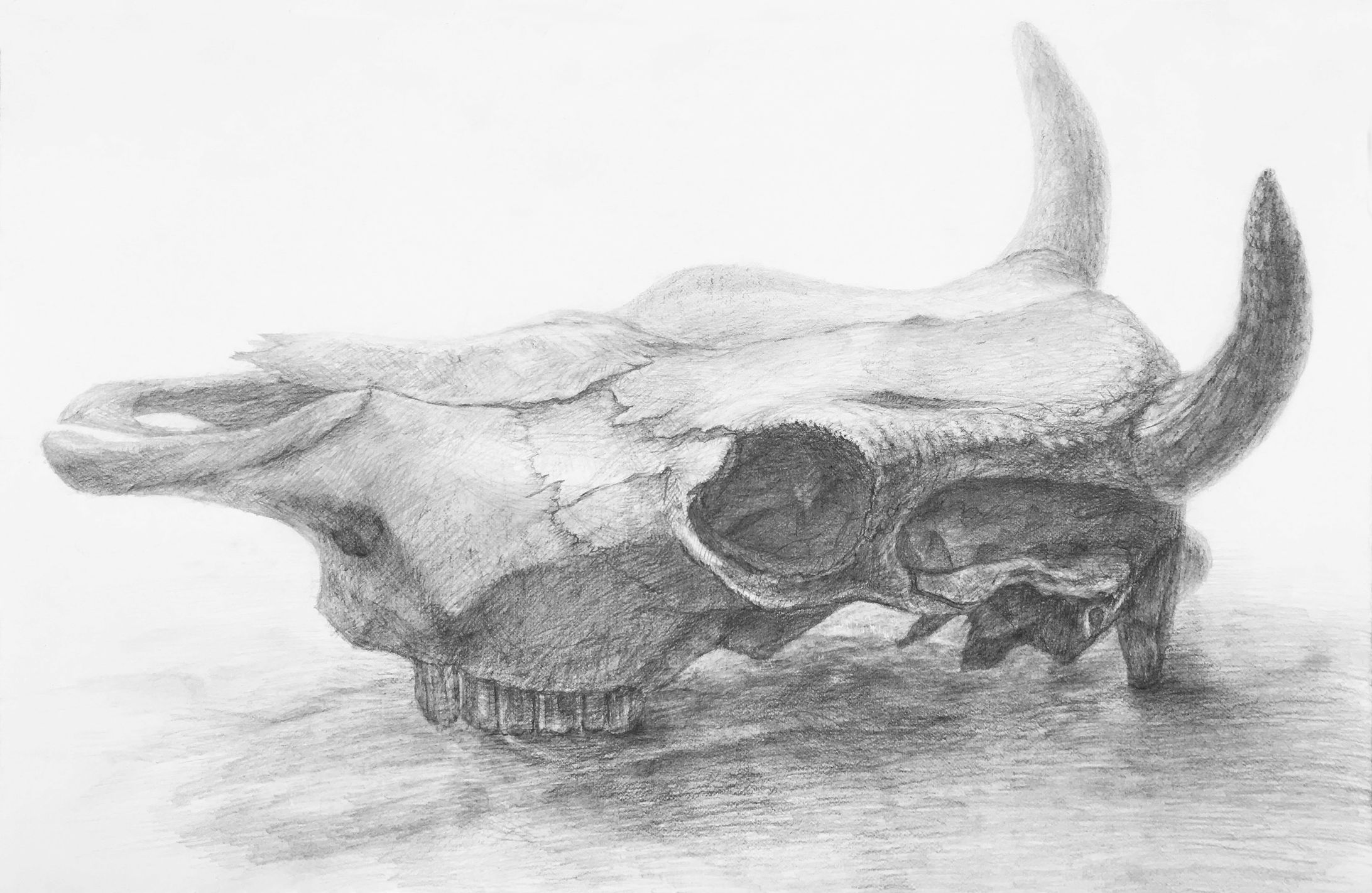 鉛筆デッサン　牛骨-1