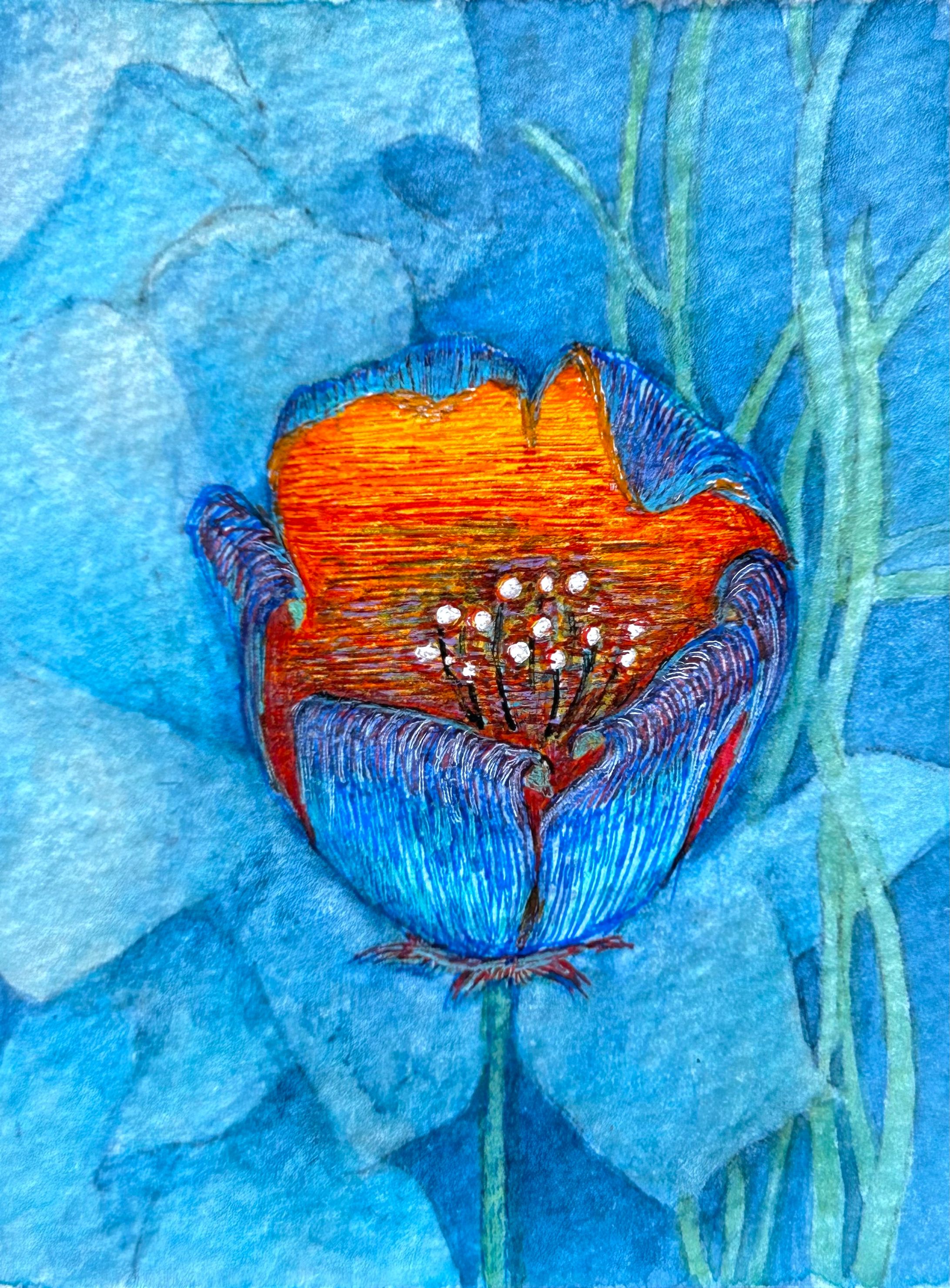 Blume   2023.11-1