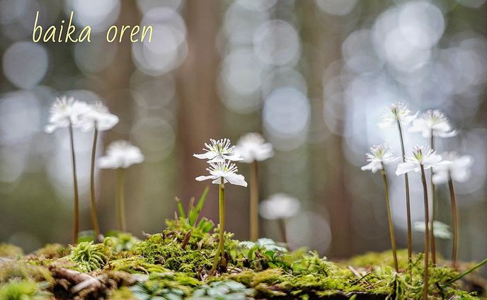 In the lush forest at an altitude of 1200 meters, baika oren, which heralds the arrival of spring, began to bloom in a quiet whisper.
They are by the river, singing songs to celebrate the arrival of spring with the clear water flowing.

Coptis quinquefolia
バイカオウレン　梅花黄蓮

#team_jp_flower
#flowerpic #flowermagic #flowerpassion #flowerpower #flowerbeauty #gardenflowers #flowerphotography #flowerphoto #flowerlife #flowerlove #flowerloversdaily #flowerlovers #naturephotography #naturepic #nature_perfection #nature_obsession #nature_brilliance #natureshots #kokohana
#flowers_super_pics #flowers_nirvana #山野草 #flower_daily #flower_shotz #flower_igers #flower_perfection
#nb_nature_brilliance
#花フレンド
