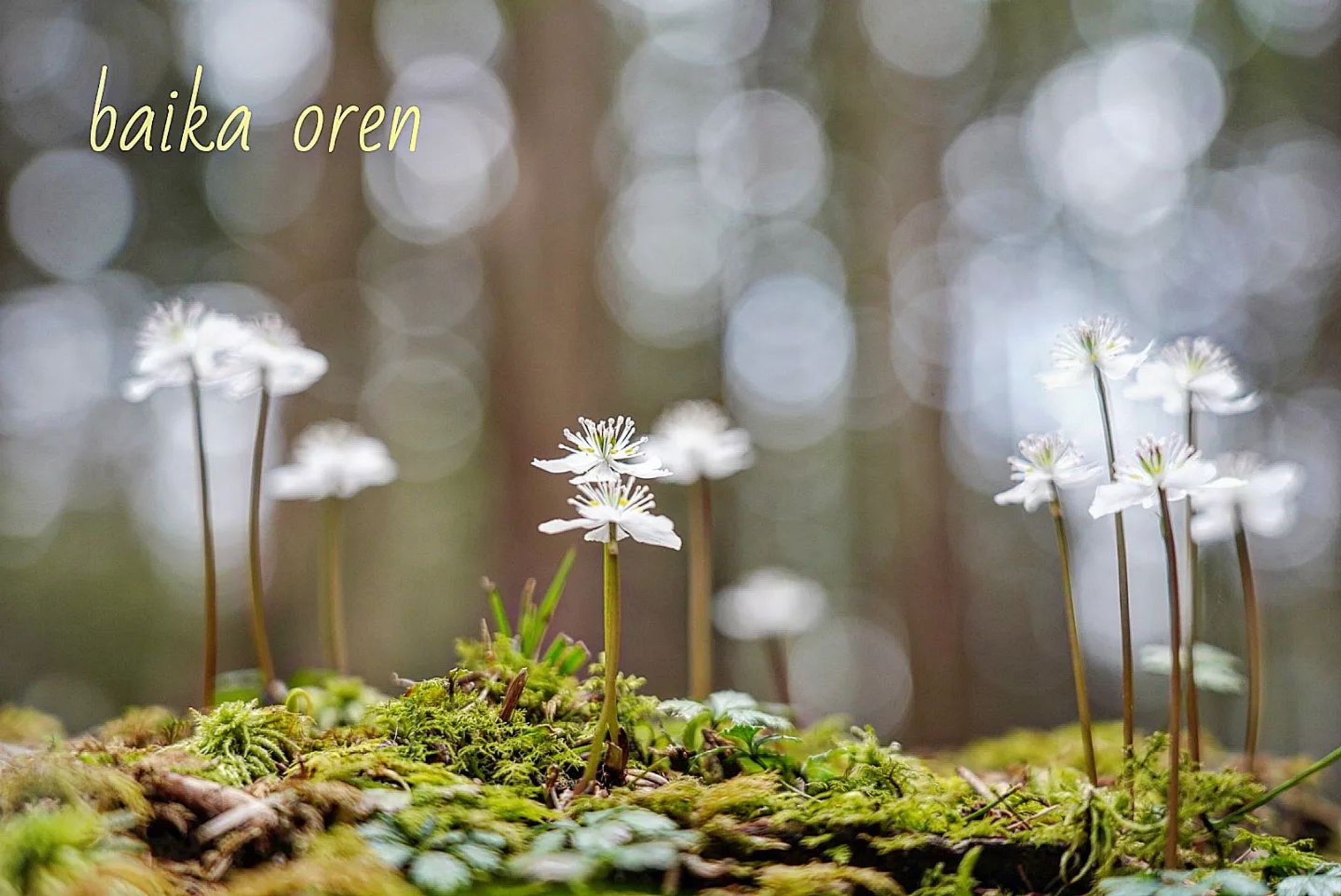 In the lush forest at an altitude of 1200 meters, baika oren, which heralds the arrival of spring, began to bloom in a quiet whisper.
They are by the river, singing songs to celebrate the arrival of spring with the clear water flowing.

Coptis quinquefolia
バイカオウレン　梅花黄蓮

#team_jp_flower
#flowerpic #flowermagic #flowerpassion #flowerpower #flowerbeauty #gardenflowers #flowerphotography #flowerphoto #flowerlife #flowerlove #flowerloversdaily #flowerlovers #naturephotography #naturepic #nature_perfection #nature_obsession #nature_brilliance #natureshots #kokohana
#flowers_super_pics #flowers_nirvana #山野草 #flower_daily #flower_shotz #flower_igers #flower_perfection
#nb_nature_brilliance
#花フレンド-1